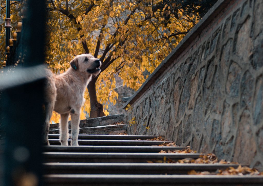 Savannah Dog Friendly Hotel